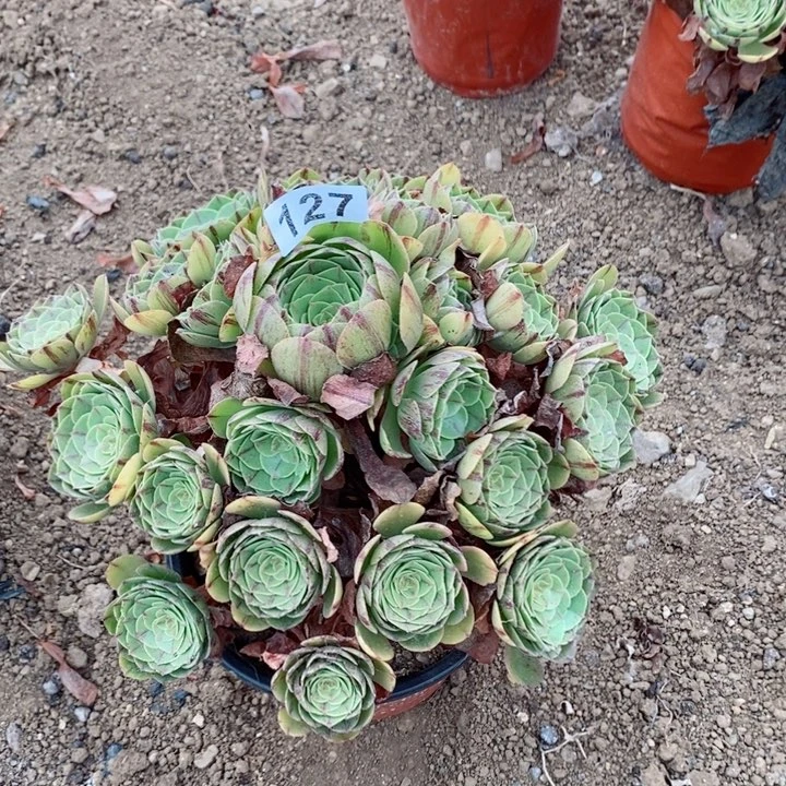 127万圣节多肉植物