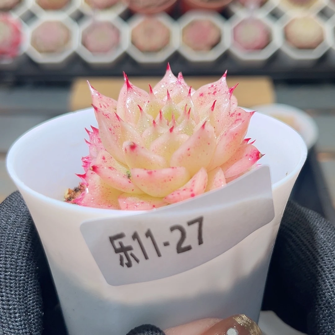 乐11-27 麦秆群。