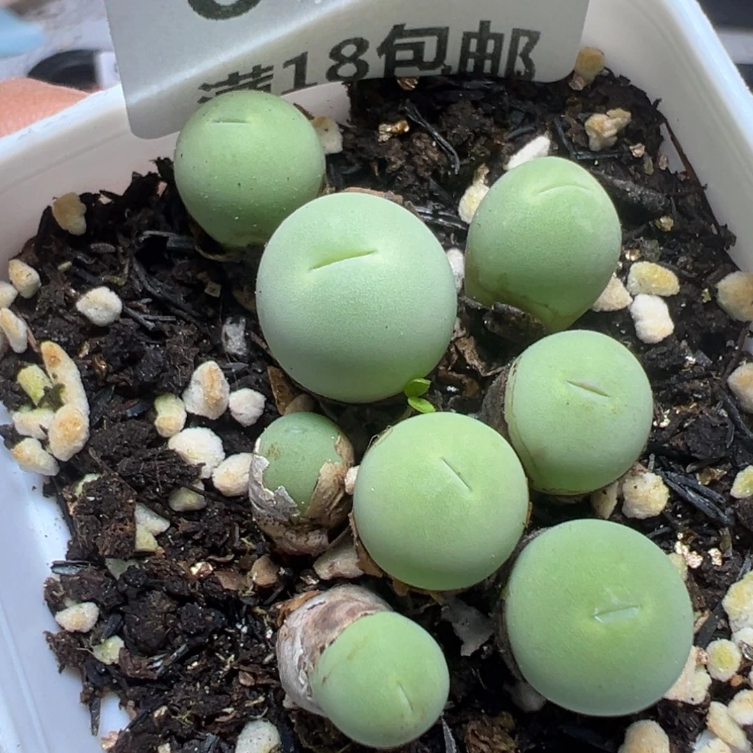 【闪购商品】 668。