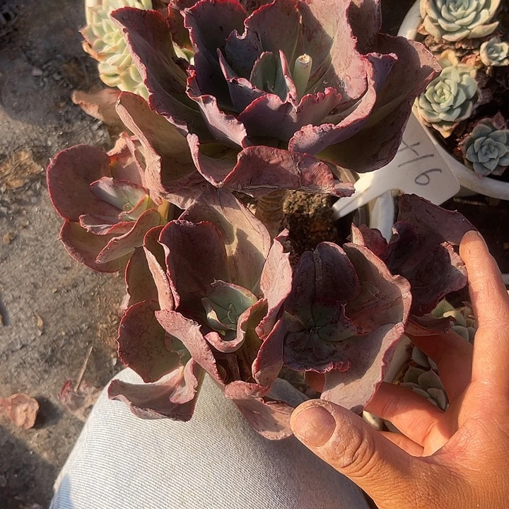 晨语多肉，一物一拍16秀妍