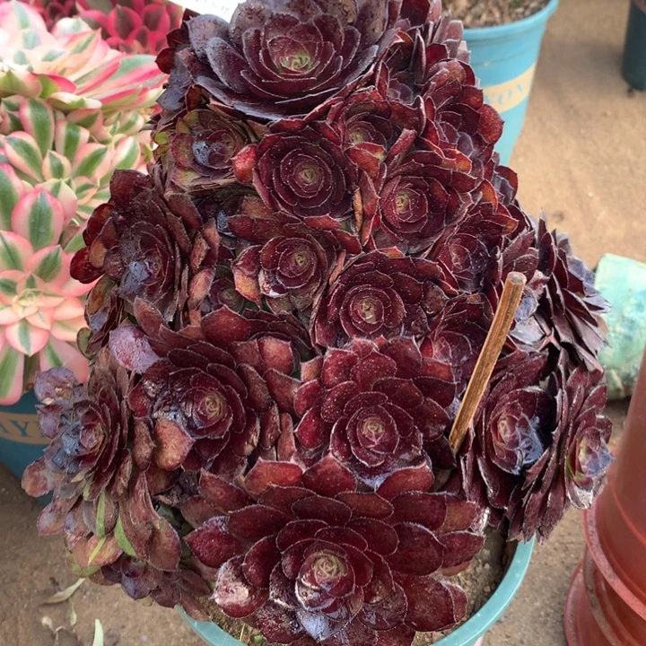 801黑美人多肉植物特价