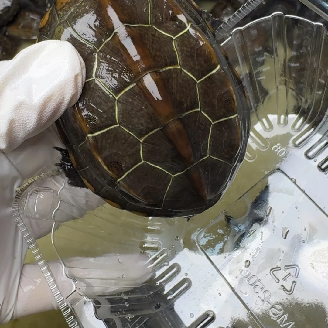 艾***成中华花龟不分公母rrtyukkknvc