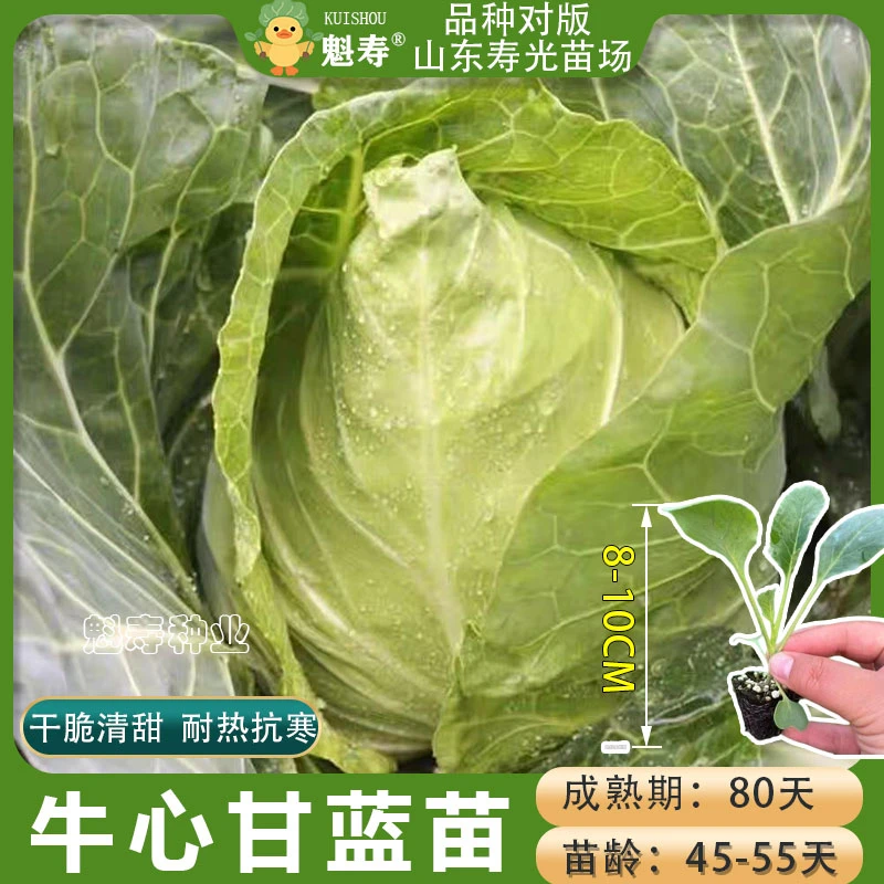 牛心甘蓝秧苗甘蓝苗苗早熟特大高产卷心包菜蔬菜秧苗包菜苗尖头