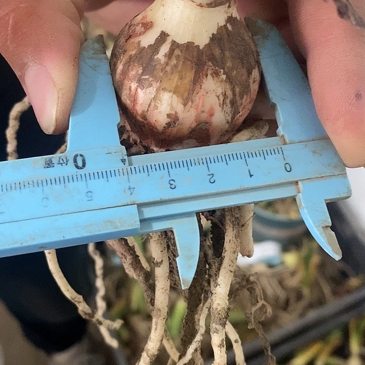 海风四号朱顶红四公分