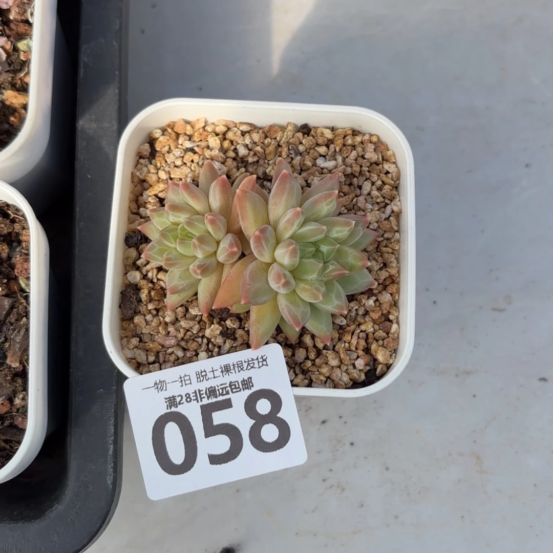 青花瓷无盆土发货