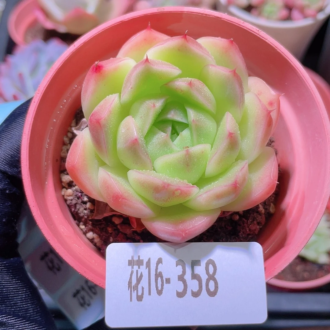 花利美16-358麦秆