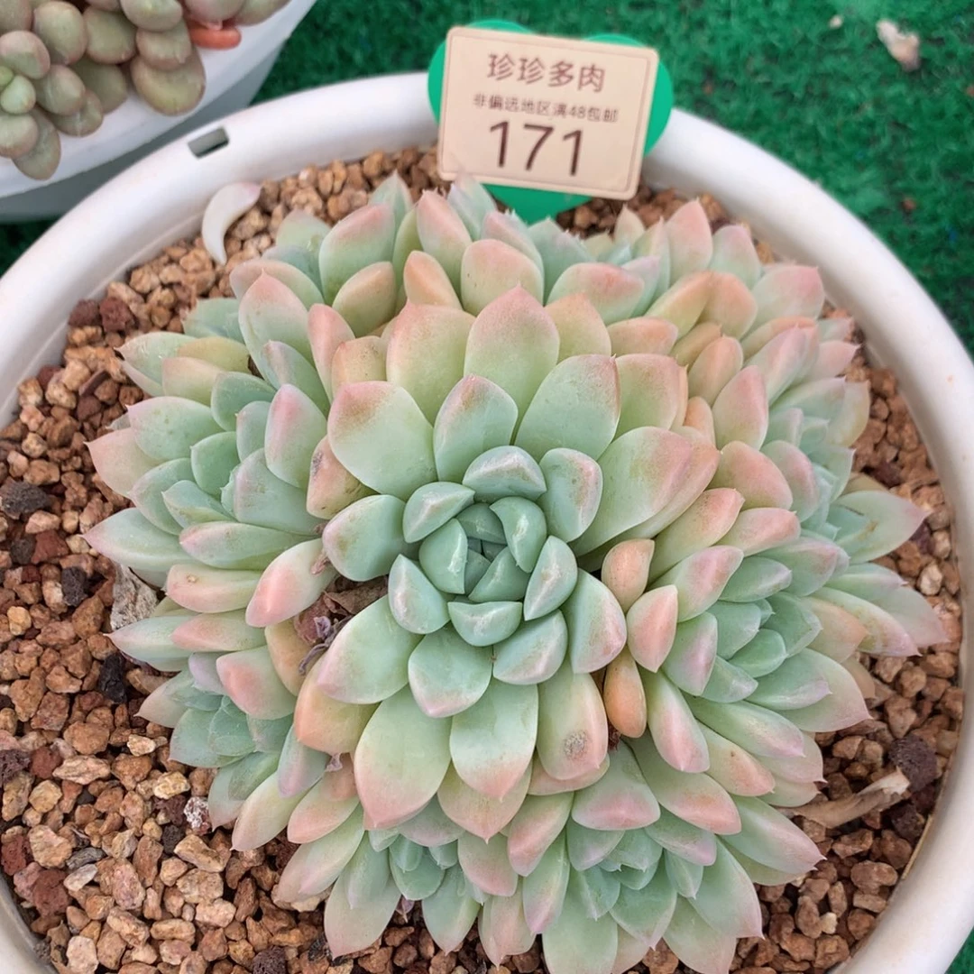 奶油美人老桩平头171