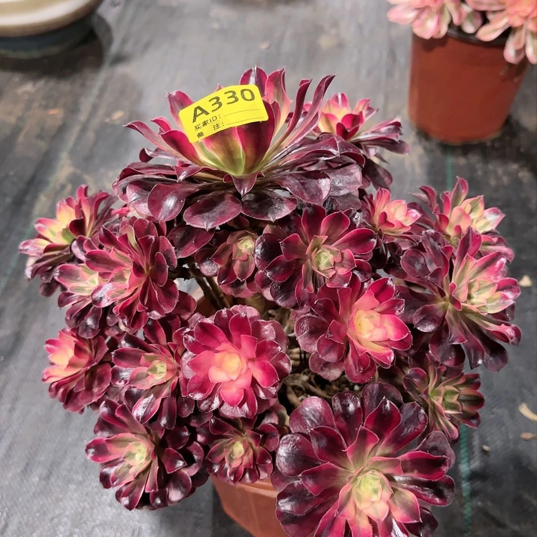 美杜莎330多肉多肉