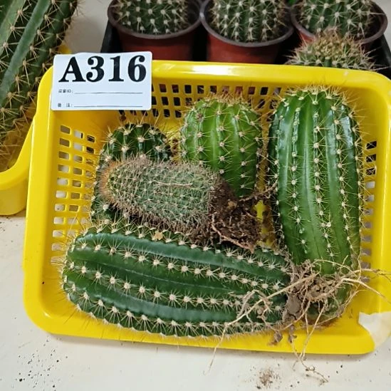 当前无花栽培后可以开花316