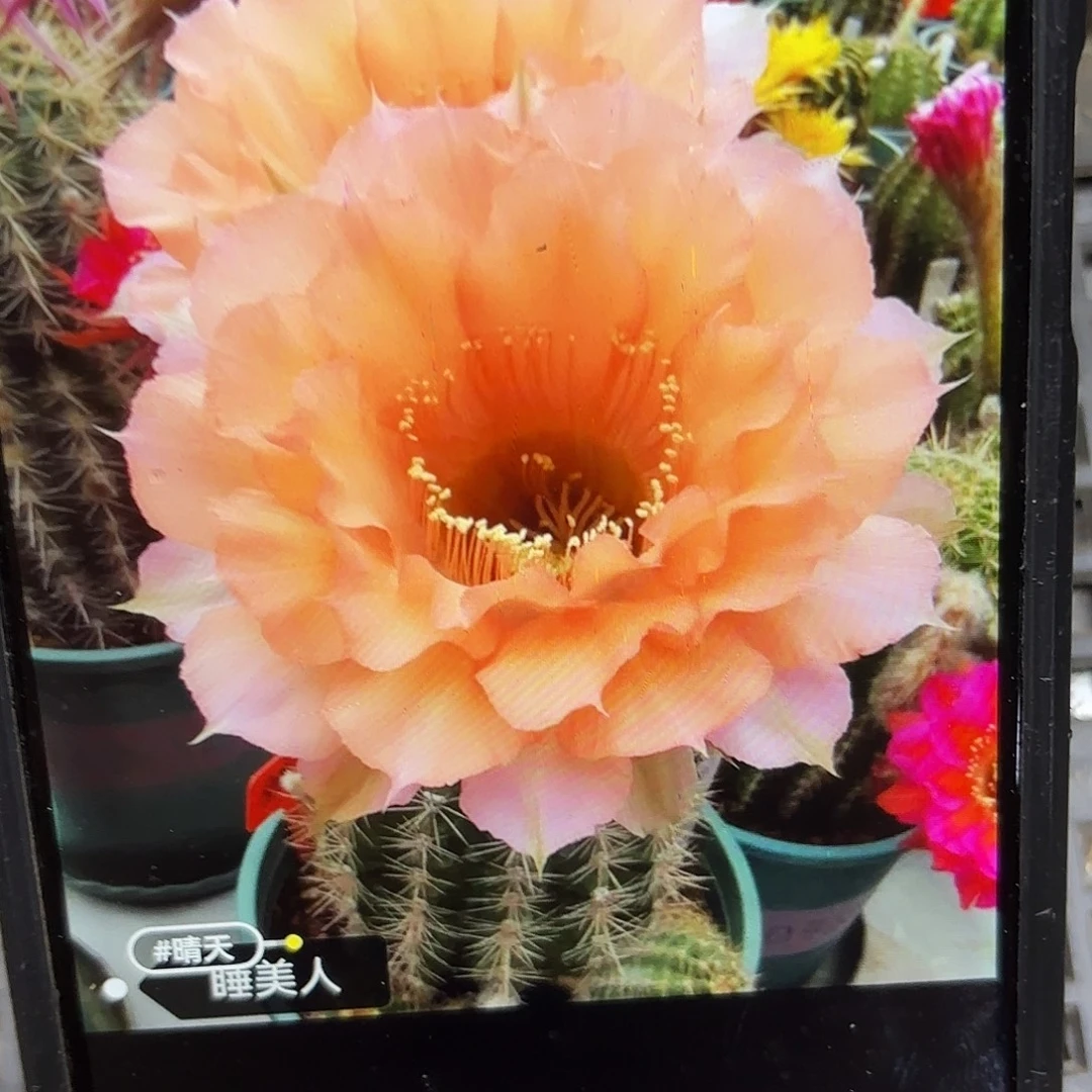 睡美人彩侧牙20包邮仙人球12