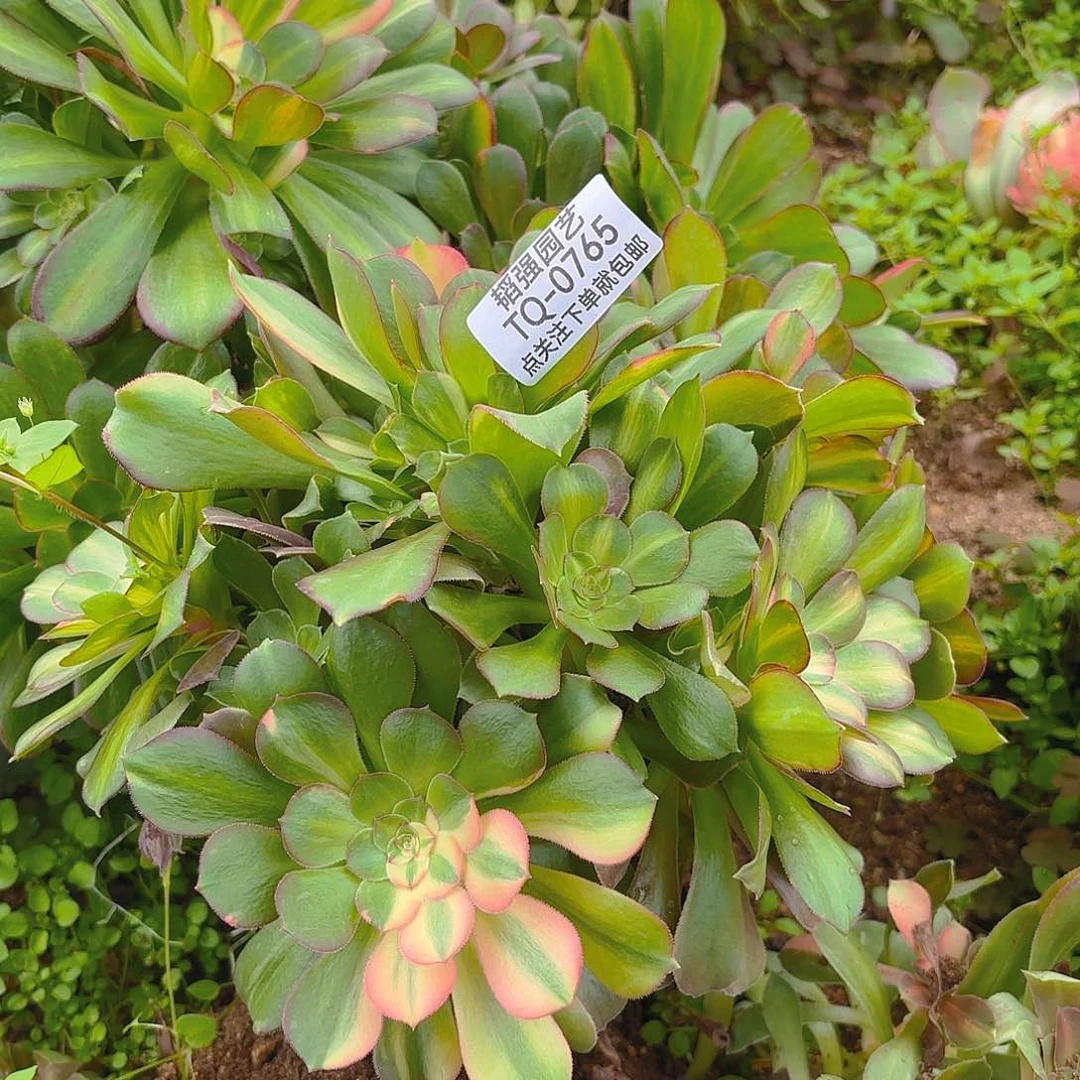 绍七彩砍头群765