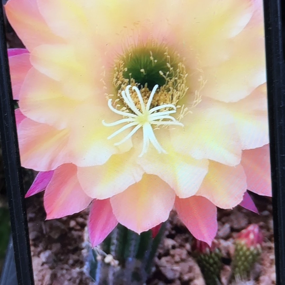 法三毛侧牙20包邮39