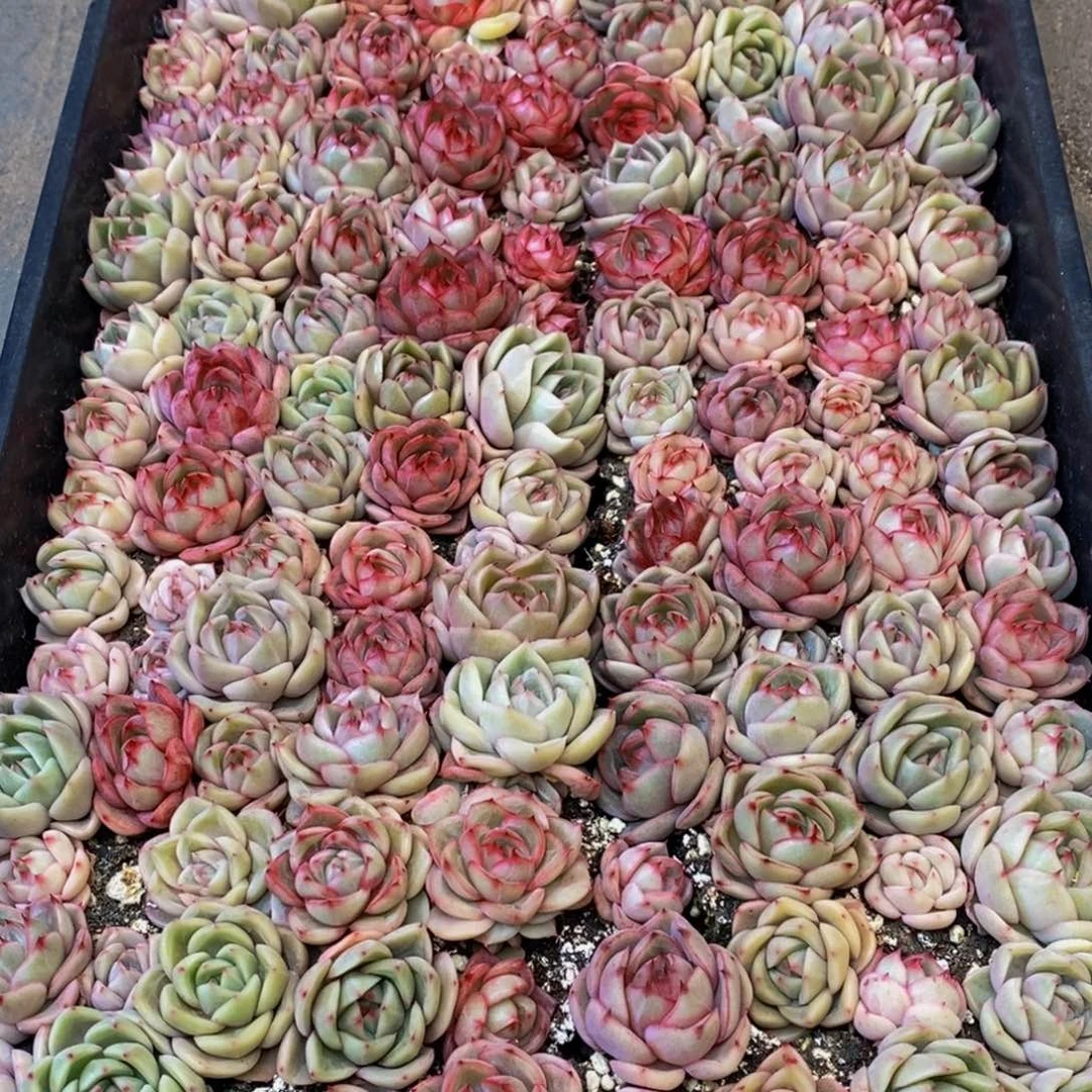 G****R525多肉植物保护研究所所长