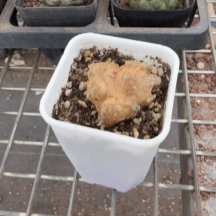 格加厚顿菊3仙人球