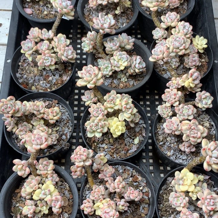 784劳尔锦老桩脱土