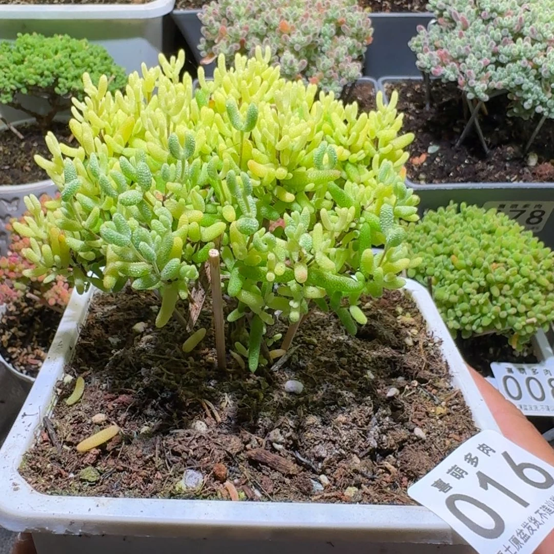 枝干番杏奶糖锦016