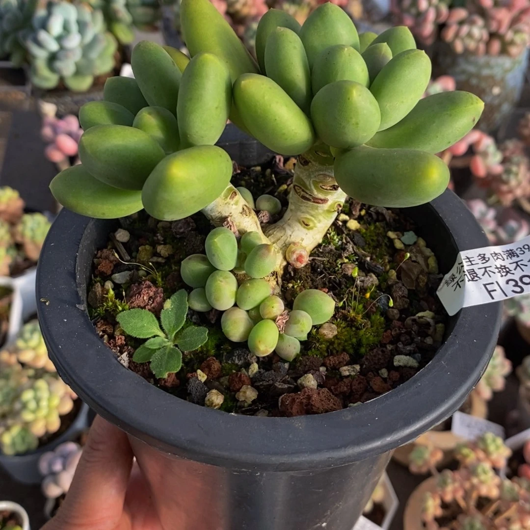 397芒果奶8cm多肉