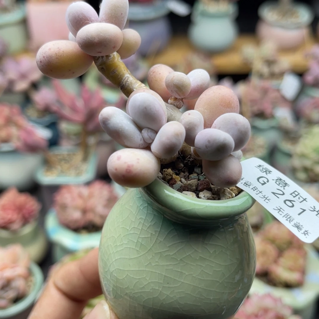 261 蛋黄奶 带盆土发货 满28包邮