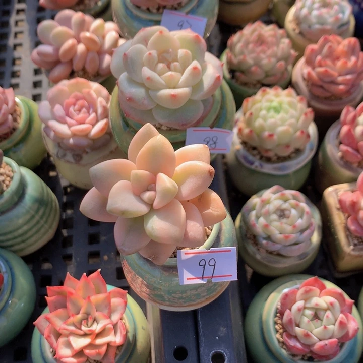 一物一拍满30包邮 99