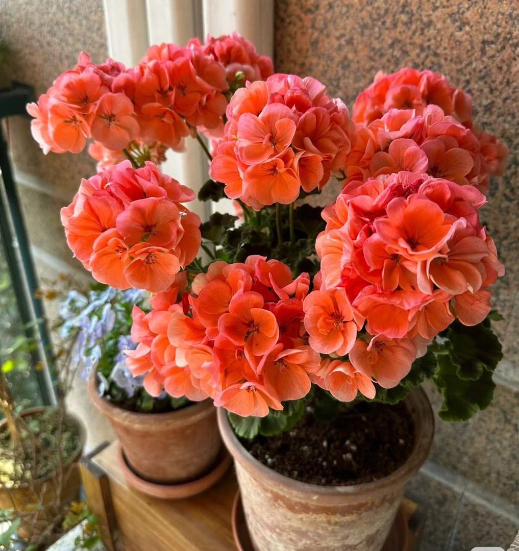 大山宫-直立天竺葵-四季开花款