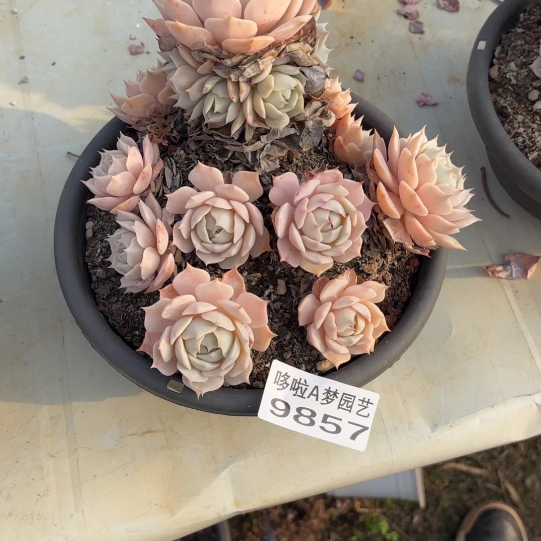 吴***宇开开心心每一天象牙