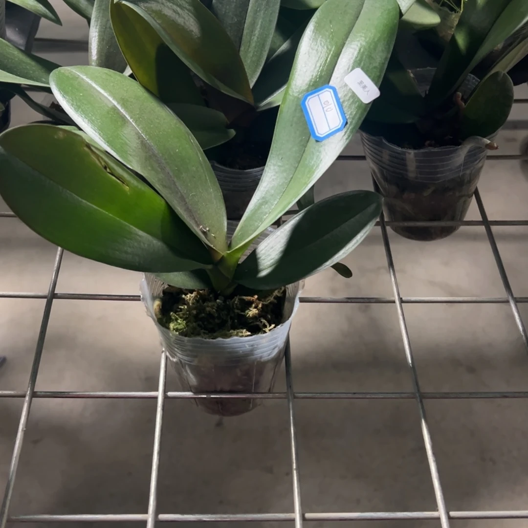 当前无花栽培后可以开花010黑美人瑕疵苗凑单发货