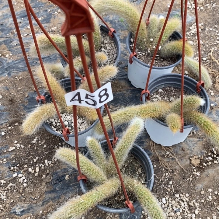 九尾狐5棵458号1111111