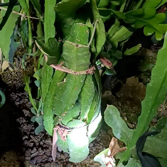 清***幽完全开放令箭何花玫红