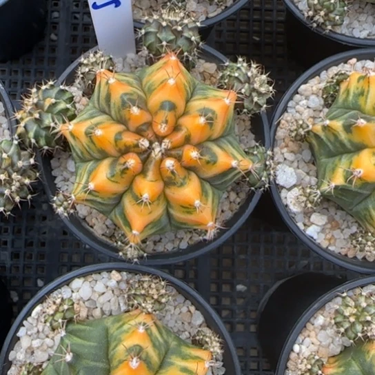 花**夏95-0122泰国发货多肉