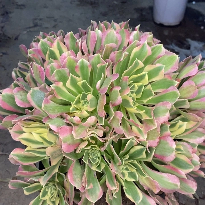 白凤多肉植物4。