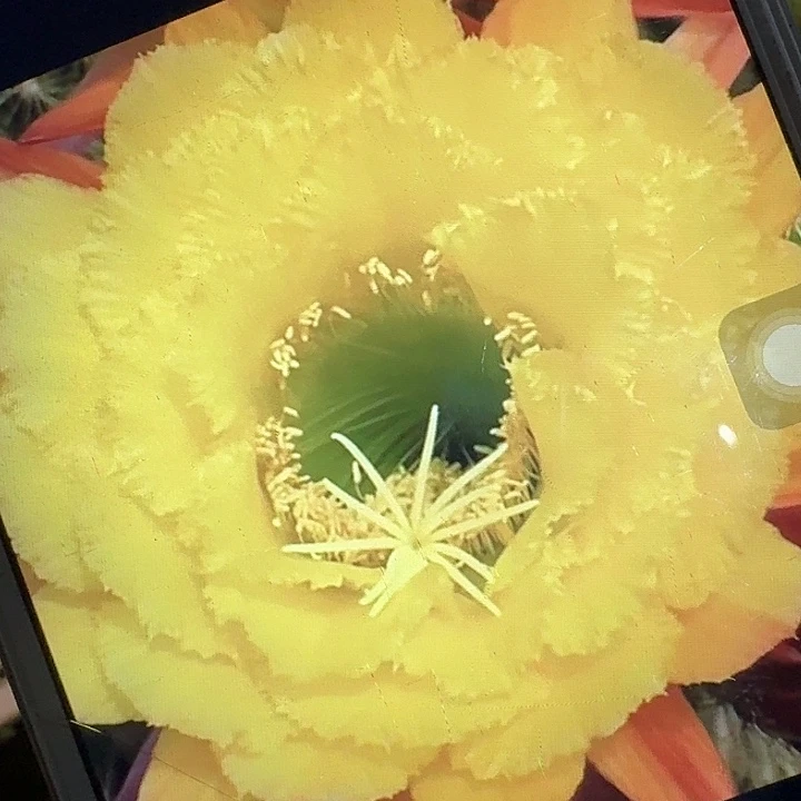 公主侧芽5公分左右毛花柱（20包邮）