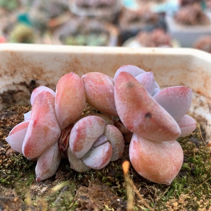 三头老桩粗桩奶茶 005