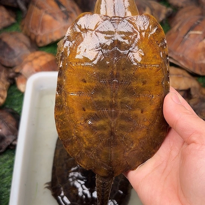 老***妖绿毛龟母鹰嘴无量