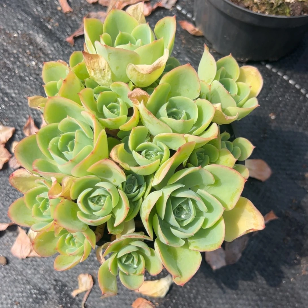 多肉植物柠檬玫瑰