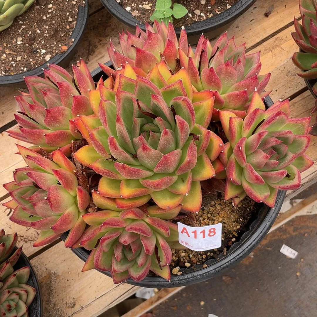 若如东云单拍A118