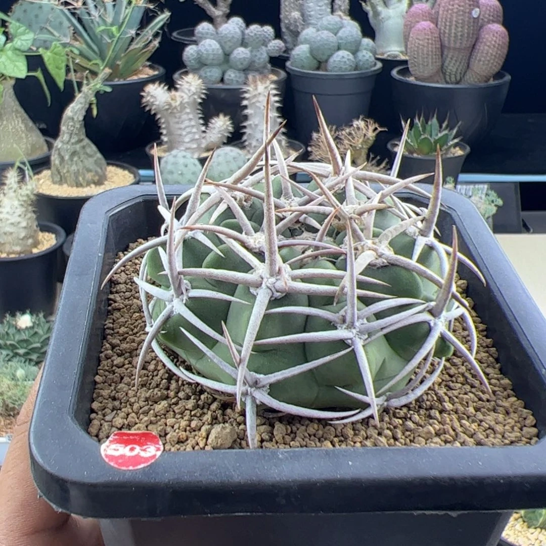 碧岩玉实生6.6一物一拍