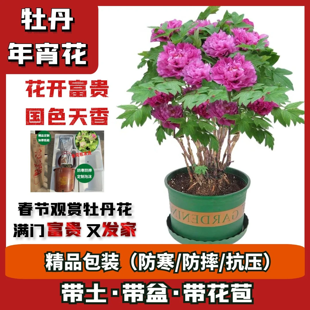 【邮政助农补贴】紫二乔牡丹年宵花催花盆栽室内养护坏损包赔