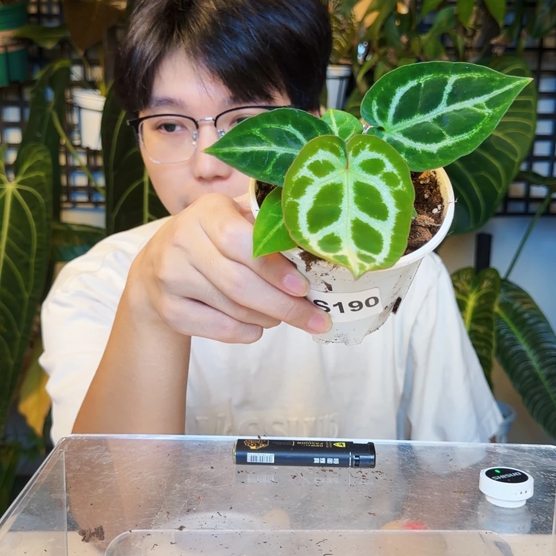 不开花植物S190  小钻石杂SKG银