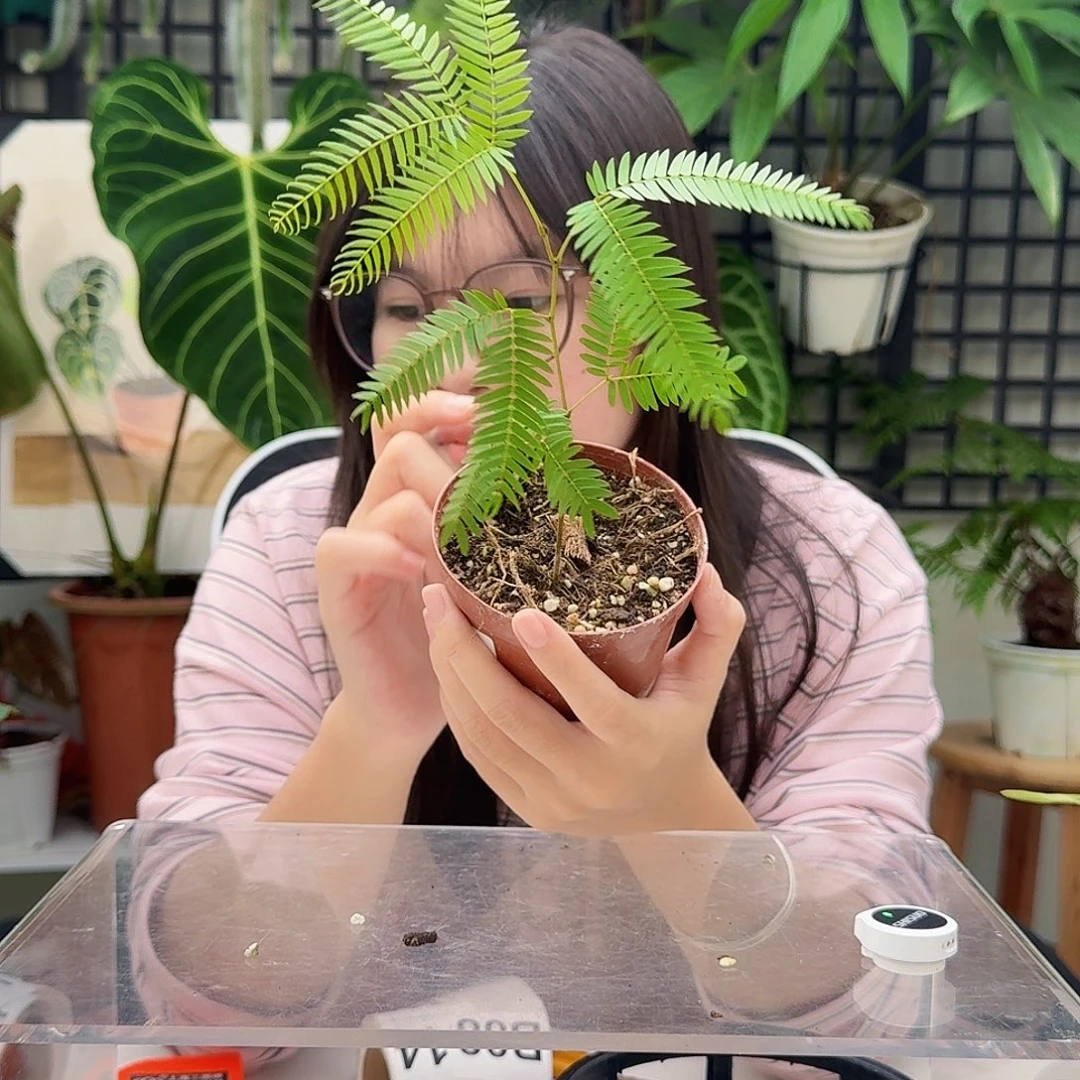 完全开放B7 小猴子