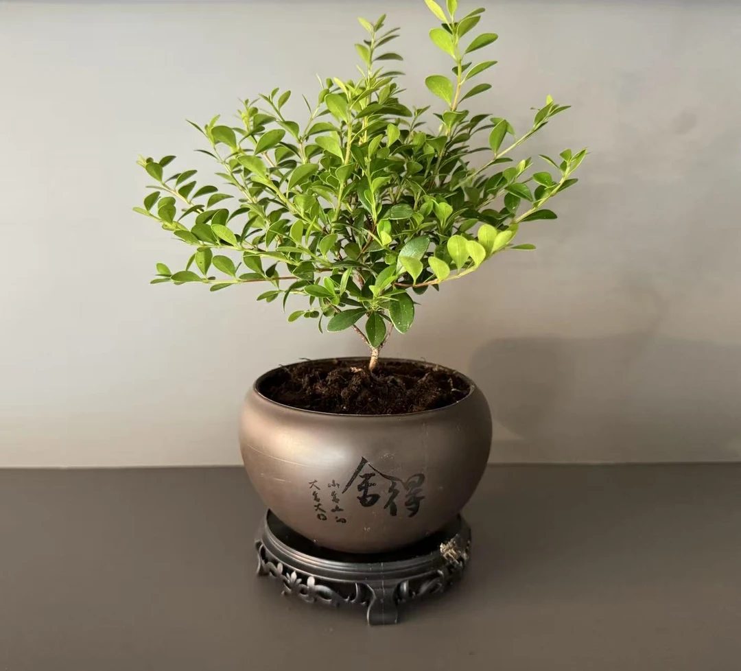 小叶赤楠盆景，古朴盆器搭配生机绿植