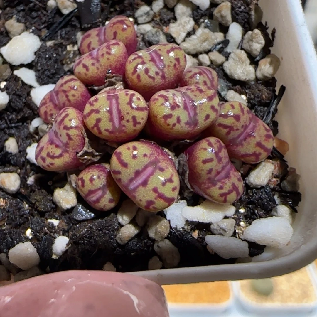 肉锥多肉植物百科26-紫体红纹安贞992