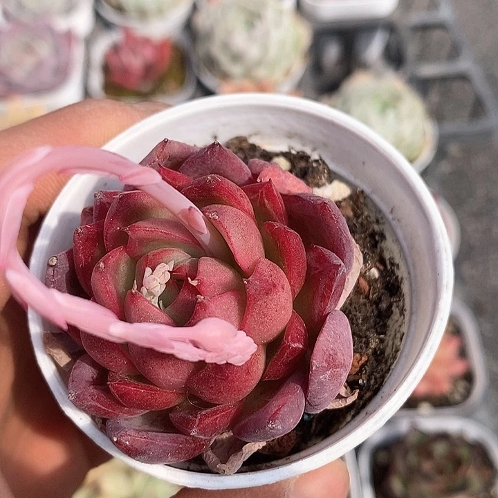 多肉植物一物一拍0068