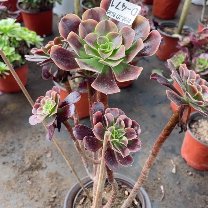 471欧嘉莉多肉123446789