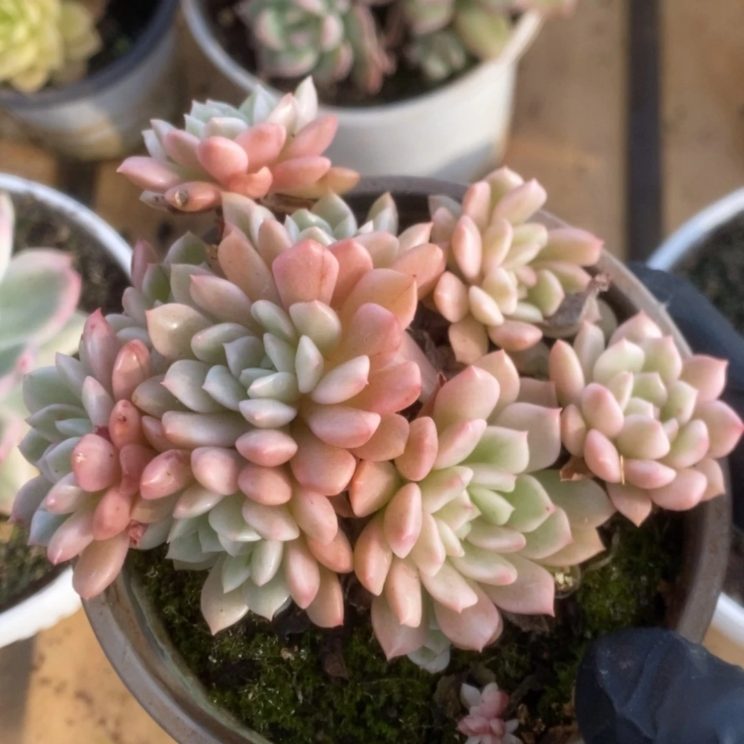 116红宝石锦11个覆轮