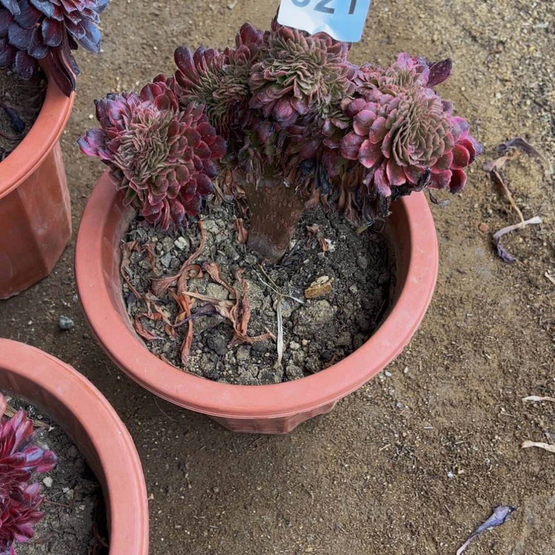 唯***依多肉植物黑金刚缀521