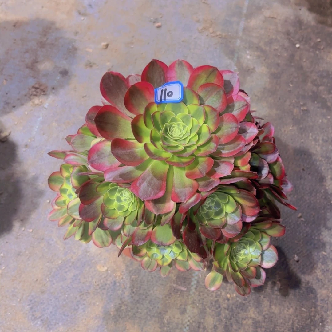 万奶白110法师多肉