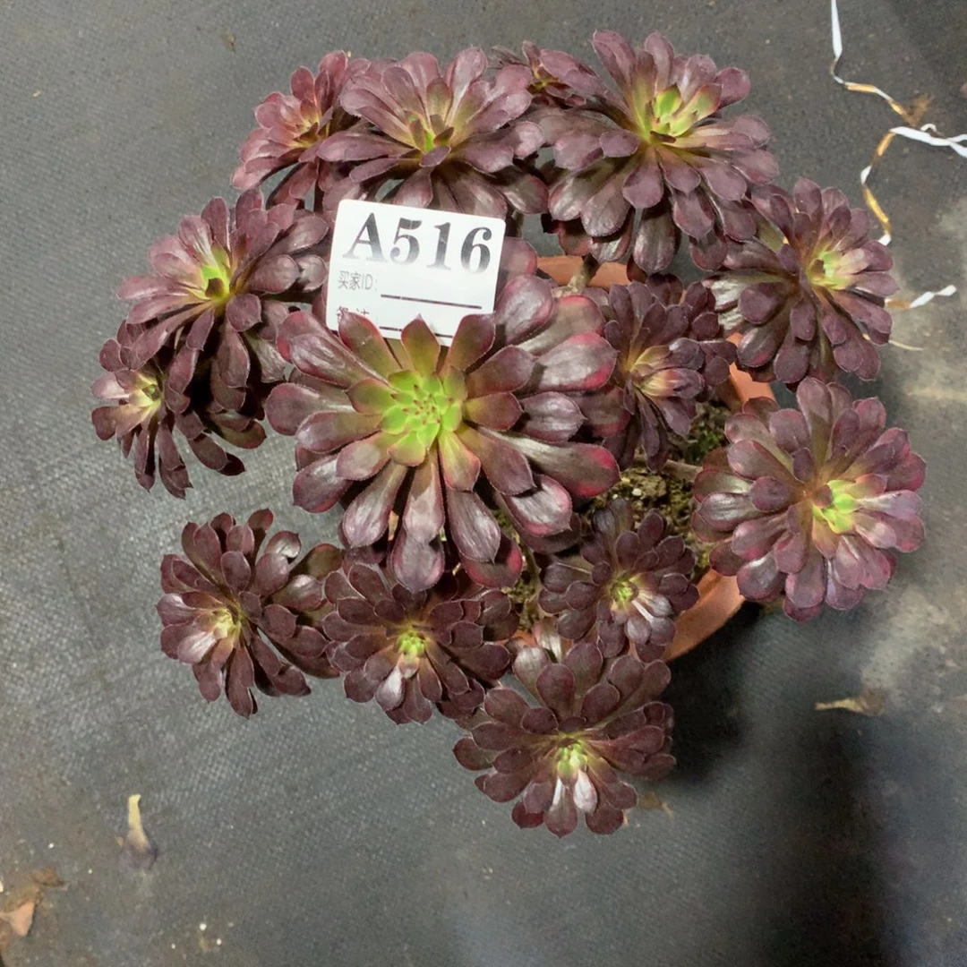黑天鹅516法师多肉植物300000000