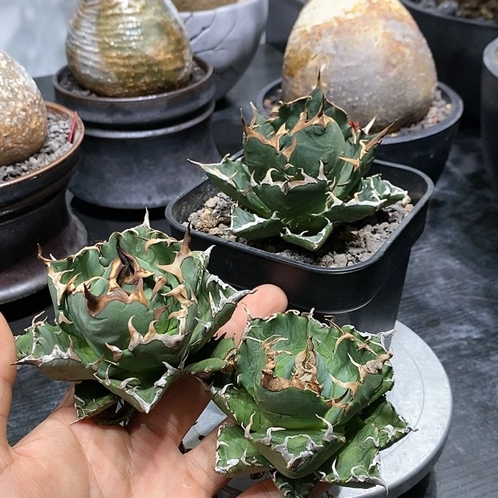 三颗龙舌兰福利不带盆
