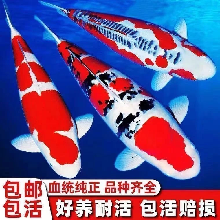 大日黄缘随机发21-27公分一条顺丰包邮