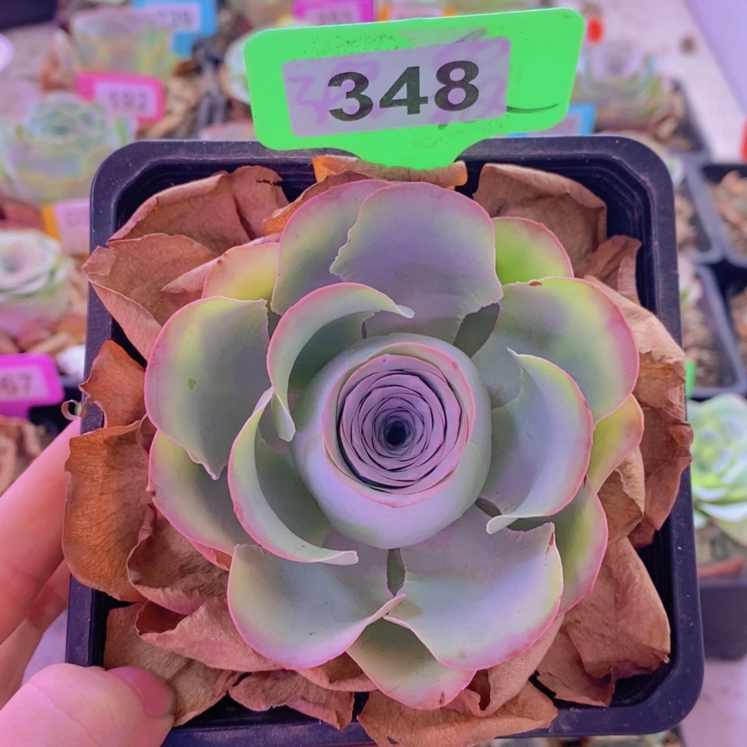 山地玫瑰一物一拍晚晴348